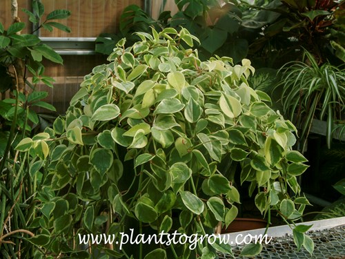 Cupid Peperomia (Peperomia scandens) 
Growing in a 10 inch hanging basket.
